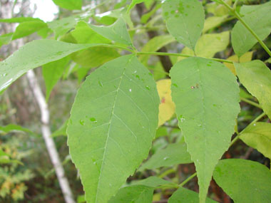 Grandes feuilles imparipennées. Agrandir dans une nouvelle fenêtre (ou onglet)