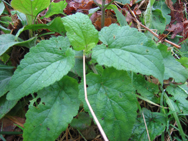 Grandes feuilles molles, opposées décussées. Légèrement arrondies à leur sommet, elles sont nettement dentées, comme entourées de dentelles et souvent dotées d'un pétiole ailé. Agrandir dans une nouvelle fenêtre (ou onglet)