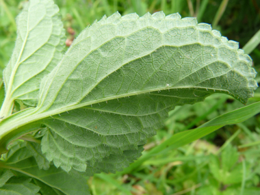 Verso de la feuille. Agrandir dans une nouvelle fenêtre (ou onglet)