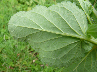 Verso de la feuille. Agrandir dans une nouvelle fenêtre (ou onglet)