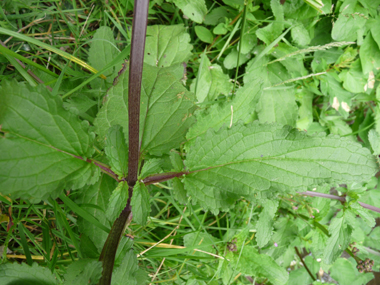 Grandes feuilles molles, opposées décussées. Légèrement arrondies à leur sommet, elles sont nettement dentées, comme entourées de dentelles et souvent dotées d'un pétiole ailé. Agrandir dans une nouvelle fenêtre (ou onglet)