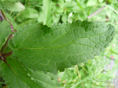 Grandes feuilles molles, opposées décussées. Légèrement arrondies à leur sommet, elles sont nettement dentées, comme entourées de dentelles et souvent dotées d'un pétiole ailé. Agrandir dans une nouvelle fenêtre (ou onglet)