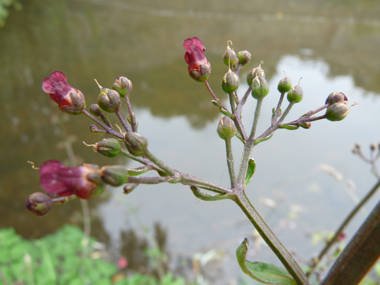 Petites fleurs brun rougeâtres regroupées en panicules. Agrandir dans une nouvelle fenêtre ou onglet)