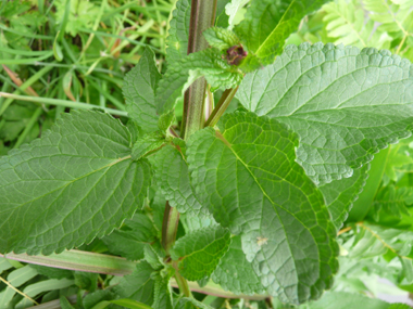 Grandes feuilles molles, opposées décussées. Légèrement arrondies à leur sommet, elles sont nettement dentées, comme entourées de dentelles et souvent dotées d'un pétiole ailé. Agrandir dans une nouvelle fenêtre (ou onglet)