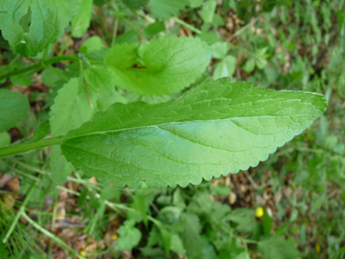 Grandes feuilles molles, opposées décussées. Légèrement arrondies à leur sommet, elles sont nettement dentées, comme entourées de dentelles et souvent dotées d'un pétiole ailé. Agrandir dans une nouvelle fenêtre (ou onglet)