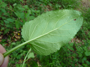 Verso de la feuille. Agrandir dans une nouvelle fenêtre (ou onglet)