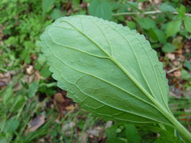 Verso de la feuille. Agrandir dans une nouvelle fenêtre (ou onglet)