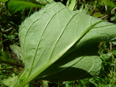 Verso de la feuille. Agrandir dans une nouvelle fenêtre (ou onglet)