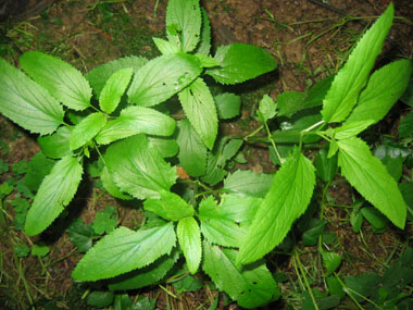 Grandes feuilles molles, opposées décussées. Légèrement arrondies à leur sommet, elles sont nettement dentées, comme entourées de dentelles et souvent dotées d'un pétiole ailé. Agrandir dans une nouvelle fenêtre (ou onglet)