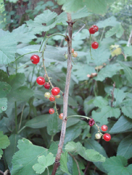 Fruits en forme de baies sphériques réunies en grappes, rouges à maturité. Agrandir dans une nouvelle fenêtre (ou onglet)