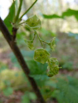 Petites fleurs à 5 pétales et 5 sépales regroupées en inflorescence de 10 à 20 individus de couleur vert-jaunâtre. Agrandir dans une nouvelle fenêtre (ou onglet)