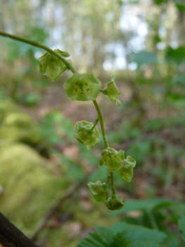 Petites fleurs à 5 pétales et 5 sépales regroupées en inflorescence de 10 à 20 individus de couleur vert-jaunâtre. Agrandir dans une nouvelle fenêtre (ou onglet)