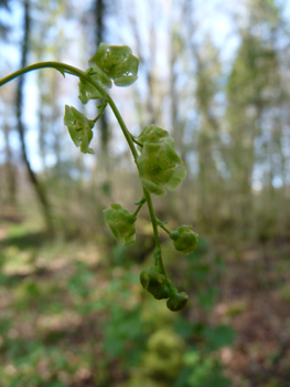 Petites fleurs à 5 pétales et 5 sépales regroupées en inflorescence de 10 à 20 individus de couleur vert-jaunâtre. Agrandir dans une nouvelle fenêtre (ou onglet)