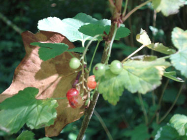 Fruits en forme de baies sphériques réunies en grappes, rouges à maturité. Agrandir dans une nouvelle fenêtre (ou onglet)