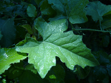 Feuilles comportant 3 à 5 lobes aigus. De chaque pédoncule part une vrille en spirale. Agrandir dans une nouvelle fenêtre (ou onglet)