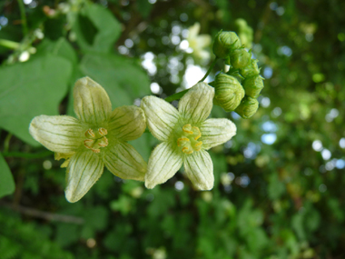 Petites Fleurs verdâtres veinées. Sur les fleurs mâles, les étamines sont jaunâtres tandis que les stigmates sont verts sur les fleurs femelles. Agrandir dans une nouvelle fenêtre (ou onglet)