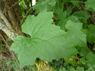 Feuilles comportant 3 à 5 lobes aigus. De chaque pédoncule part une vrille en spirale. Agrandir dans une nouvelle fenêtre (ou onglet)