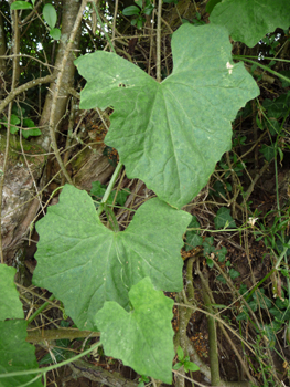 Feuilles comportant 3 à 5 lobes aigus. De chaque pédoncule part une vrille en spirale. Agrandir dans une nouvelle fenêtre (ou onglet)