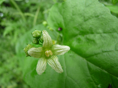 Petites Fleurs verdâtres veinées. Sur les fleurs mâles, les étamines sont jaunâtres tandis que les stigmates sont verts sur les fleurs femelles. Agrandir dans une nouvelle fenêtre (ou onglet)