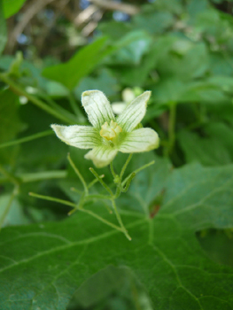 Petites Fleurs verdâtres veinées. Sur les fleurs mâles, les étamines sont jaunâtres tandis que les stigmates sont verts sur les fleurs femelles. Agrandir dans une nouvelle fenêtre (ou onglet)