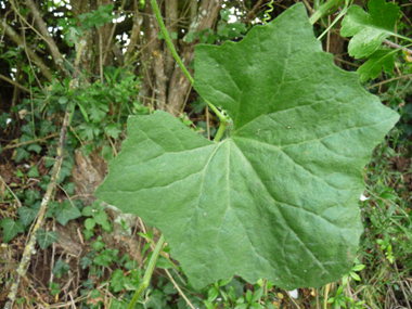 Feuilles comportant 3 à 5 lobes aigus. De chaque pédoncule part une vrille en spirale. Agrandir dans une nouvelle fenêtre (ou onglet)