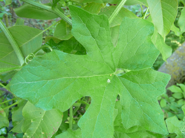 Feuilles comportant 3 à 5 lobes aigus. De chaque pédoncule part une vrille en spirale. Agrandir dans une nouvelle fenêtre (ou onglet)