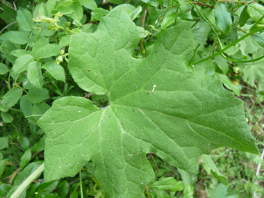 Feuilles comportant 3 à 5 lobes aigus. De chaque pédoncule part une vrille en spirale. Agrandir dans une nouvelle fenêtre (ou onglet)