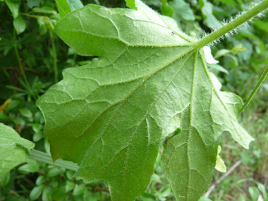 Verso des feuilles. Agrandir dans une nouvelle fenêtre (ou onglet)