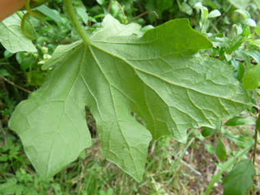 Verso des feuilles. Agrandir dans une nouvelle fenêtre (ou onglet)