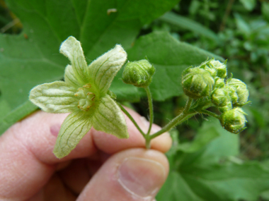 Petites Fleurs verdâtres veinées. Sur les fleurs mâles, les étamines sont jaunâtres tandis que les stigmates sont verts sur les fleurs femelles. Agrandir dans une nouvelle fenêtre (ou onglet)