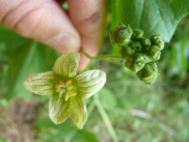 Petites Fleurs verdâtres veinées. Sur les fleurs mâles, les étamines sont jaunâtres tandis que les stigmates sont verts sur les fleurs femelles. Agrandir dans une nouvelle fenêtre (ou onglet)