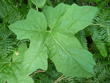 Feuilles comportant 3 à 5 lobes aigus. De chaque pédoncule part une vrille en spirale. Agrandir dans une nouvelle fenêtre (ou onglet)