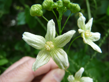 Petites Fleurs verdâtres veinées. Sur les fleurs mâles, les étamines sont jaunâtres tandis que les stigmates sont verts sur les fleurs femelles. Agrandir dans une nouvelle fenêtre (ou onglet)