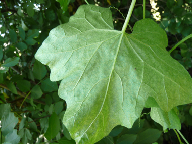 Verso des feuilles. Agrandir dans une nouvelle fenêtre (ou onglet)