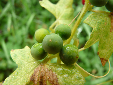 Fruits en forme de baies d'abord vertes puis rouges à maturité. Agrandir dans une nouvelle fenêtre (ou onglet)