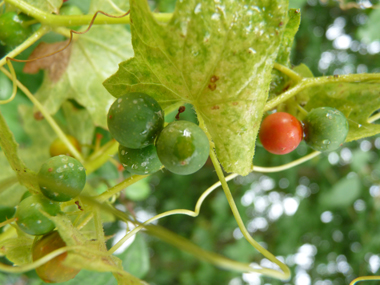 Fruits en forme de baies d'abord vertes puis rouges à maturité. Agrandir dans une nouvelle fenêtre (ou onglet)