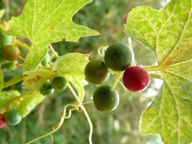 Fruits en forme de baies d'abord vertes puis rouges à maturité. Agrandir dans une nouvelle fenêtre (ou onglet)