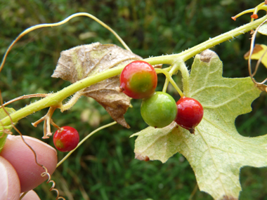 Fruits en forme de baies d'abord vertes puis rouges à maturité. Agrandir dans une nouvelle fenêtre (ou onglet)