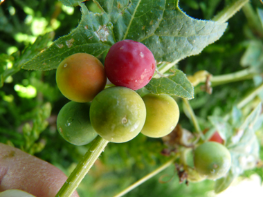 Fruits en forme de baies d'abord vertes puis rouges à maturité. Agrandir dans une nouvelle fenêtre (ou onglet)