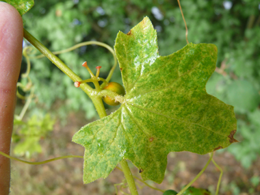 Feuilles comportant 3 à 5 lobes aigus. De chaque pédoncule part une vrille en spirale. Agrandir dans une nouvelle fenêtre (ou onglet)