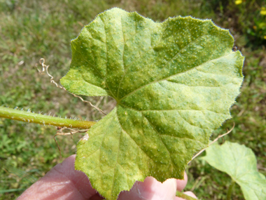 Feuilles comportant 3 à 5 lobes aigus. De chaque pédoncule part une vrille en spirale. Agrandir dans une nouvelle fenêtre (ou onglet)