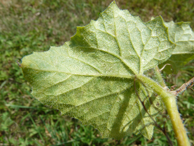 Verso des feuilles. Agrandir dans une nouvelle fenêtre (ou onglet)