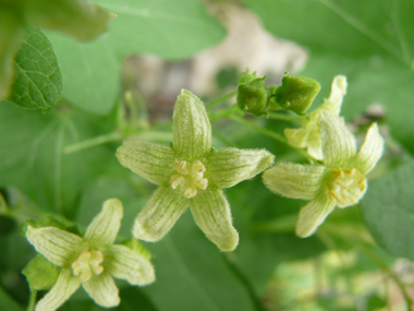 Petites Fleurs verdâtres veinées. Sur les fleurs mâles, les étamines sont jaunâtres tandis que les stigmates sont verts sur les fleurs femelles. Agrandir dans une nouvelle fenêtre (ou onglet)