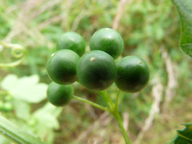 Fruits en forme de baies d'abord vertes puis rouges à maturité. Agrandir dans une nouvelle fenêtre (ou onglet)