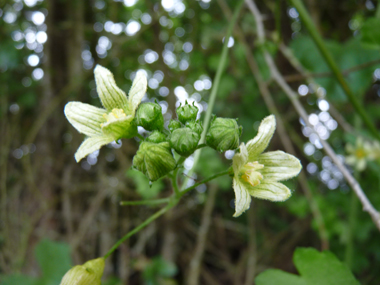 Petites Fleurs verdâtres veinées. Sur les fleurs mâles, les étamines sont jaunâtres tandis que les stigmates sont verts sur les fleurs femelles. Agrandir dans une nouvelle fenêtre (ou onglet)