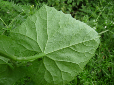 Verso des feuilles. Agrandir dans une nouvelle fenêtre (ou onglet)