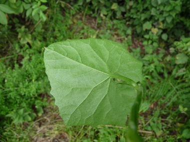 Verso des feuilles. Agrandir dans une nouvelle fenêtre (ou onglet)