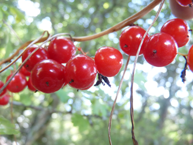 Fruits en forme de baies d'abord vertes puis rouges à maturité. Agrandir dans une nouvelle fenêtre (ou onglet)