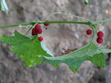 Fruits en forme de baies d'abord vertes puis rouges à maturité. Agrandir dans une nouvelle fenêtre (ou onglet)