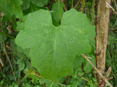 Petites Fleurs verdâtres veinées. Sur les fleurs mâles, les étamines sont jaunâtres tandis que les stigmates sont verts sur les fleurs femelles. Agrandir dans une nouvelle fenêtre (ou onglet)